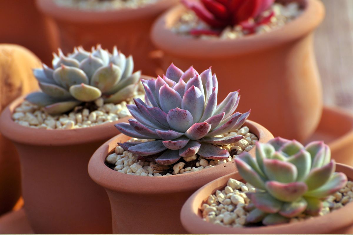 Different succulents plants shown in the image a refreshing gift for the employees