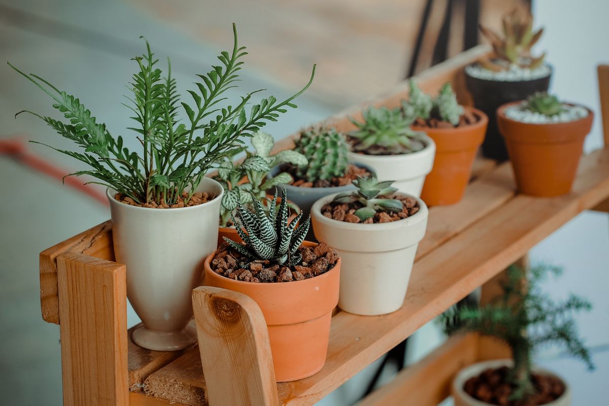 Potted plants kept at a shop for sale a green idea for gift to the teacher